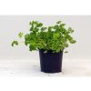 Curly Leaf Parsley