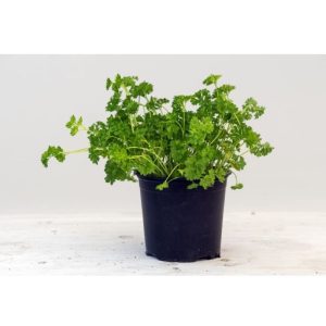 Curly Leaf Parsley