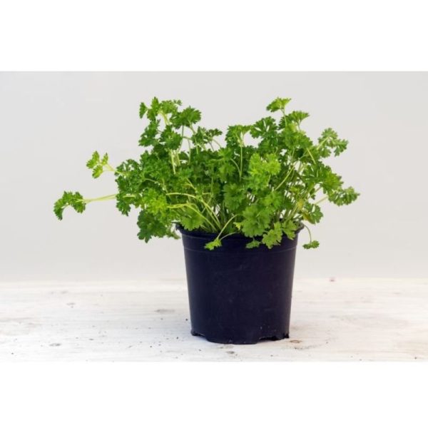 Curly Leaf Parsley