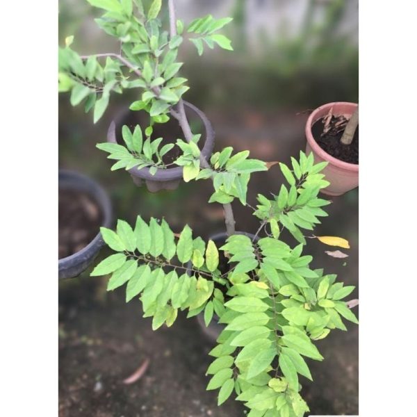 Custard Apple Tree
