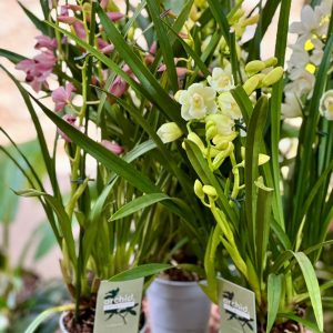Cymbidium orchid 50cm