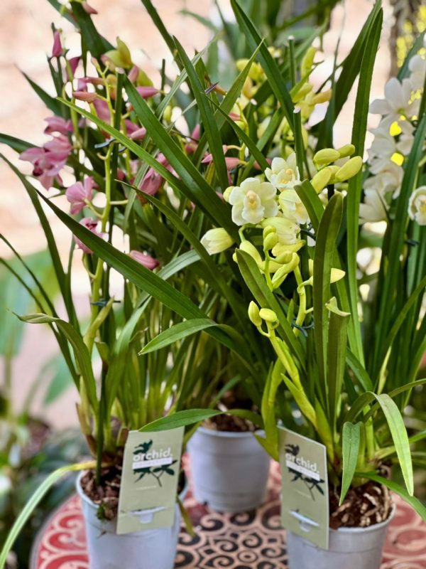 Cymbidium orchid 50cm