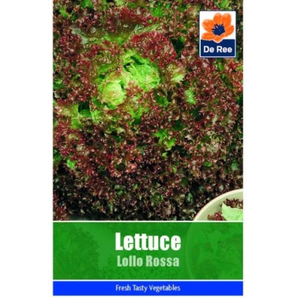 De Ree  Lettuce Lollo Rossa