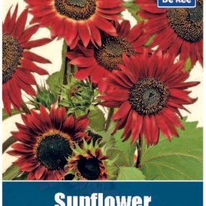 De Ree Sunflower Evening sun Seeds