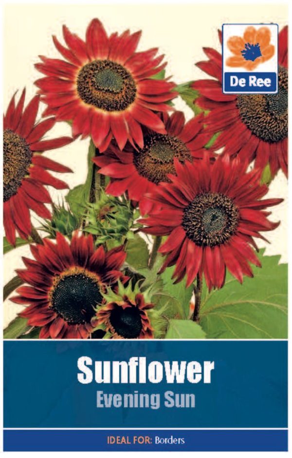 De Ree Sunflower Evening sun Seeds