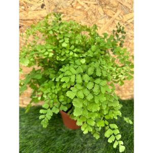 Delta Maidenhair Fern