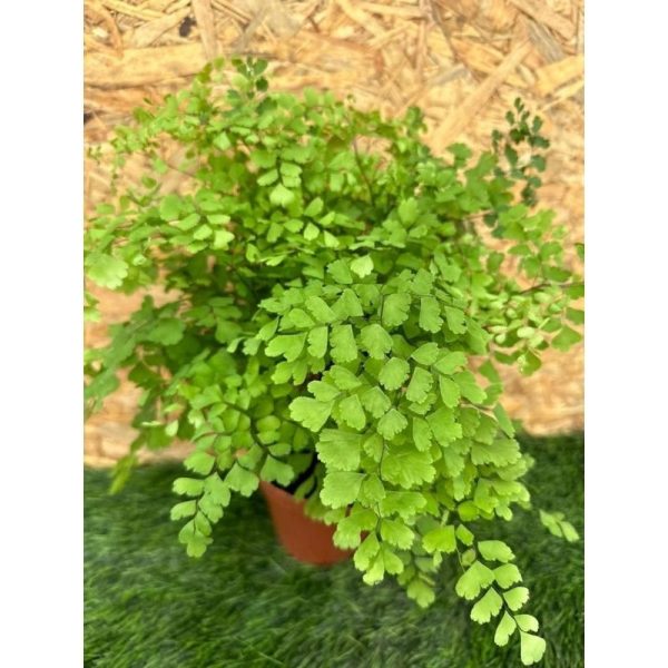 Delta Maidenhair Fern