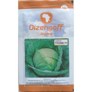 Dizengoff Nigeria Cabbage tycoon F1