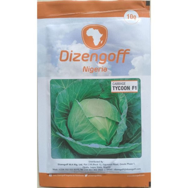 Dizengoff Nigeria Cabbage tycoon F1