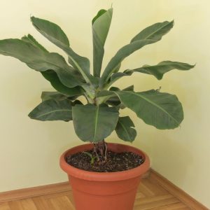 Dwarf Banana (Musa Tropicana tree)