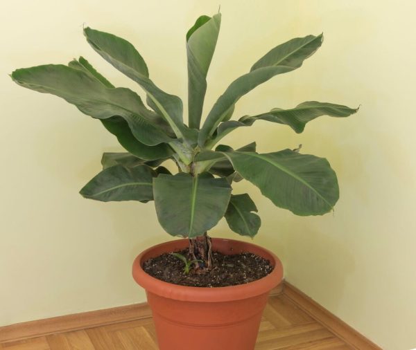 Dwarf Banana (Musa Tropicana tree)