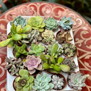 Echiveria succulent mix 10cm