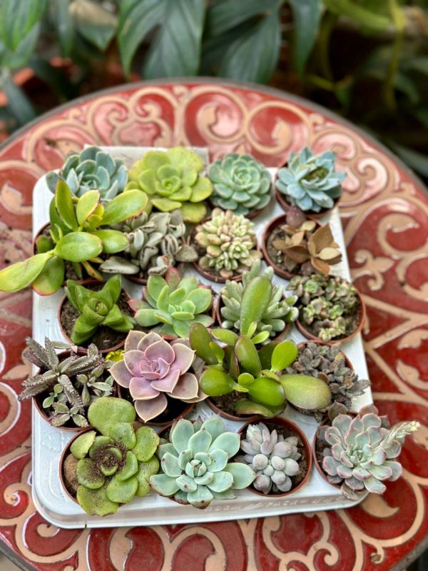 Echiveria succulent mix 10cm