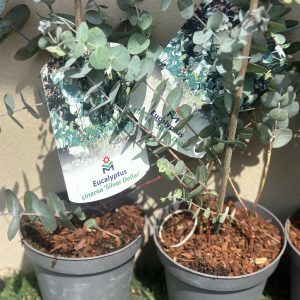 Eucalyptus cinerea