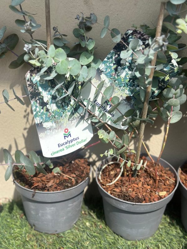 Eucalyptus cinerea