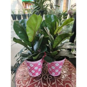 Ficus Bambino