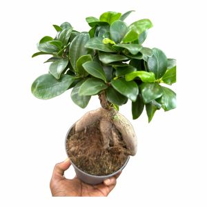 Ficus Ginseng Bonsai Plant