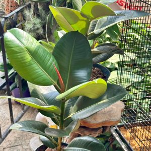 Ficus Robusta 55cm