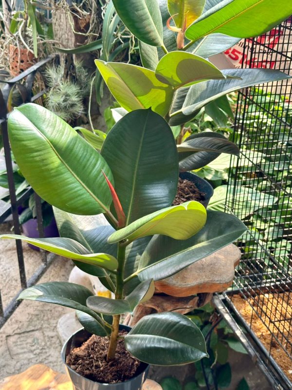 Ficus Robusta 55cm