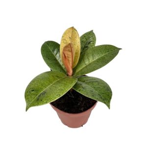 Ficus Shivereana Moonshine