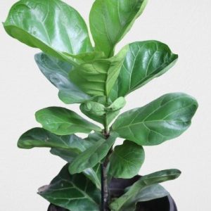 Fiddle Leaf Tree