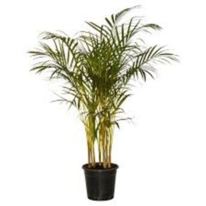 Golden Palm