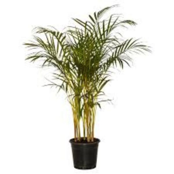 Golden Palm