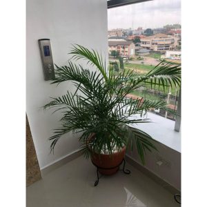 Golden Palm Indoor Potted Plant