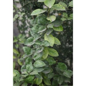 Grape Fruit Tree