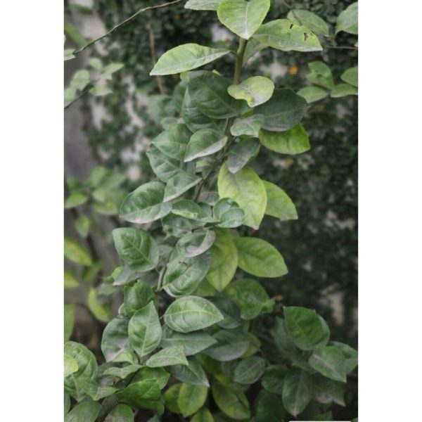 Grape Fruit Tree
