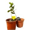 Guava Seedlings