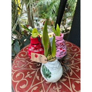 Hippeastrum Wax