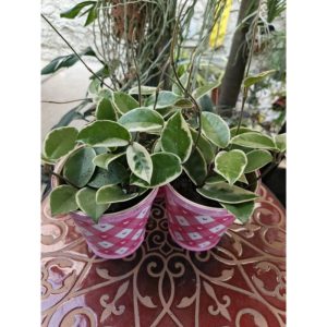 Hoya Lisa