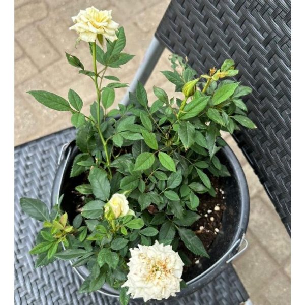 Hybrid Tea Rose