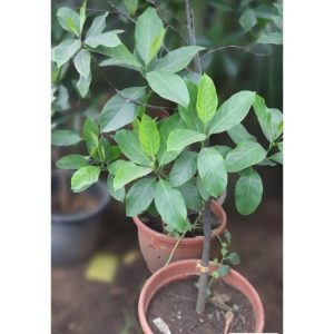 Jack Fruit Tree