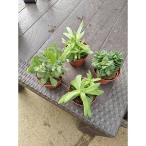Jade Mixed