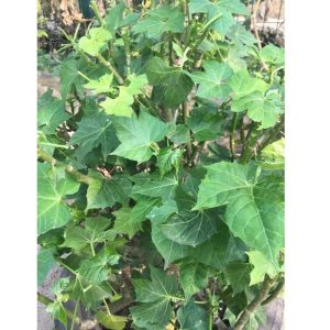 Jatropha Tanjorensis (Iyana Ipaja Leaf)