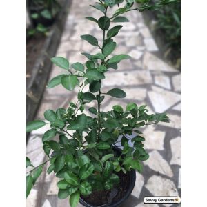 Keylime Fruit Tree