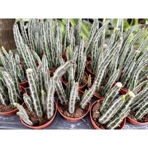 Kleinia Stapeliiformis (Pickle Plant)