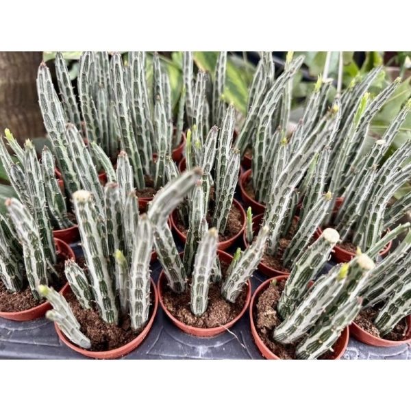 Kleinia Stapeliiformis (Pickle Plant)