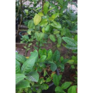 Lemon Fruit Tree seedling