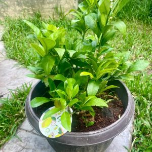 Limequat (Citrus floridana) dwarf tree