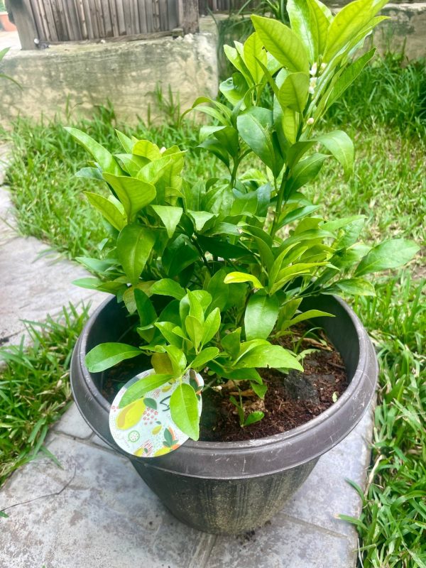 Limequat (Citrus floridana) dwarf tree