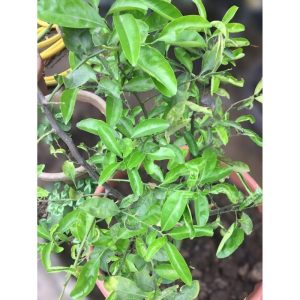 Mandarin Orange Tree