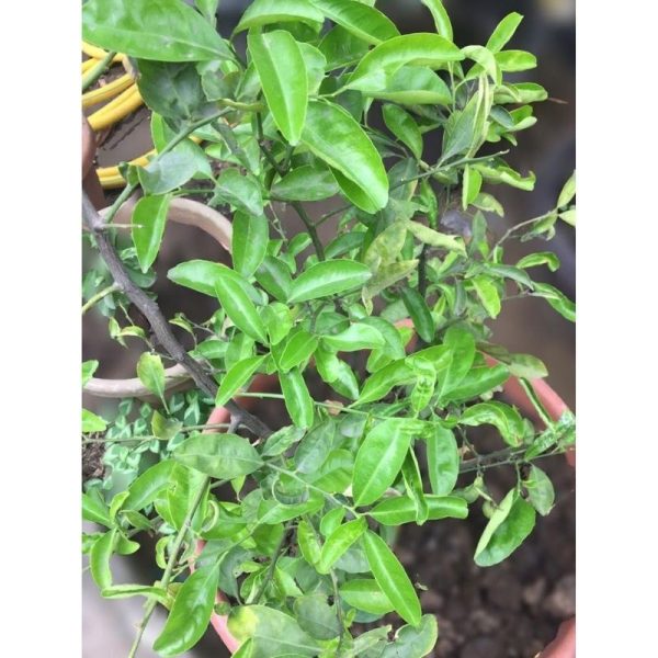 Mandarin Orange Tree