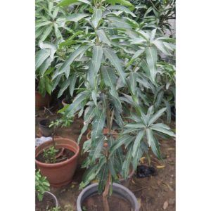 Mango Fruit Tree
