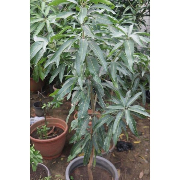 Mango Fruit Tree