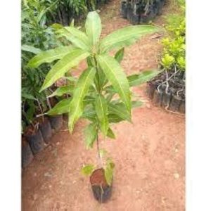 Mango Grafted Tree (Mature)