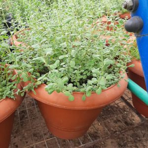 Marjoram Herb Pot