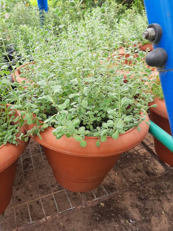 Marjoram Herb Pot
